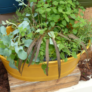 Oseille bronze - Rumex flexuosus