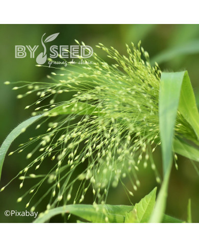 Panicum elegans Sprinkles