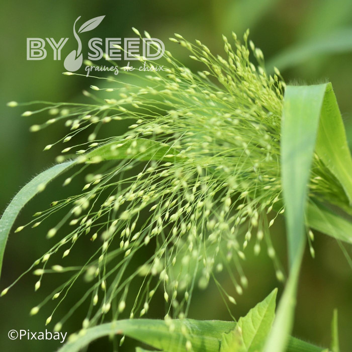 Panicum elegans Sprinkles