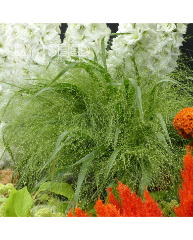 Panicum elegans Sprinkles