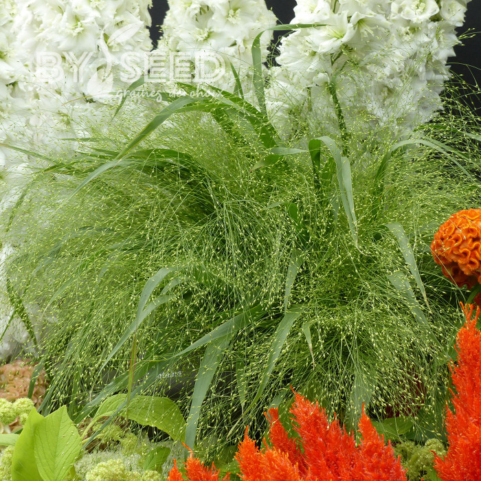 Panicum elegans Sprinkles