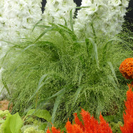 Panicum elegans Sprinkles