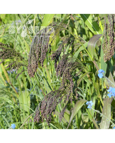 Panicum miliaceum Violaceum