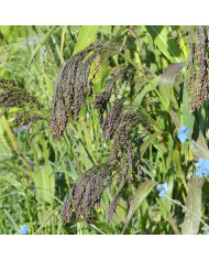 Pavot annuel Black Peony