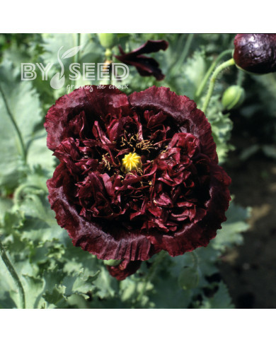 Pavot annuel Black Peony