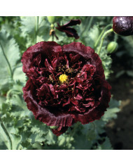 Pavot annuel Black Swan