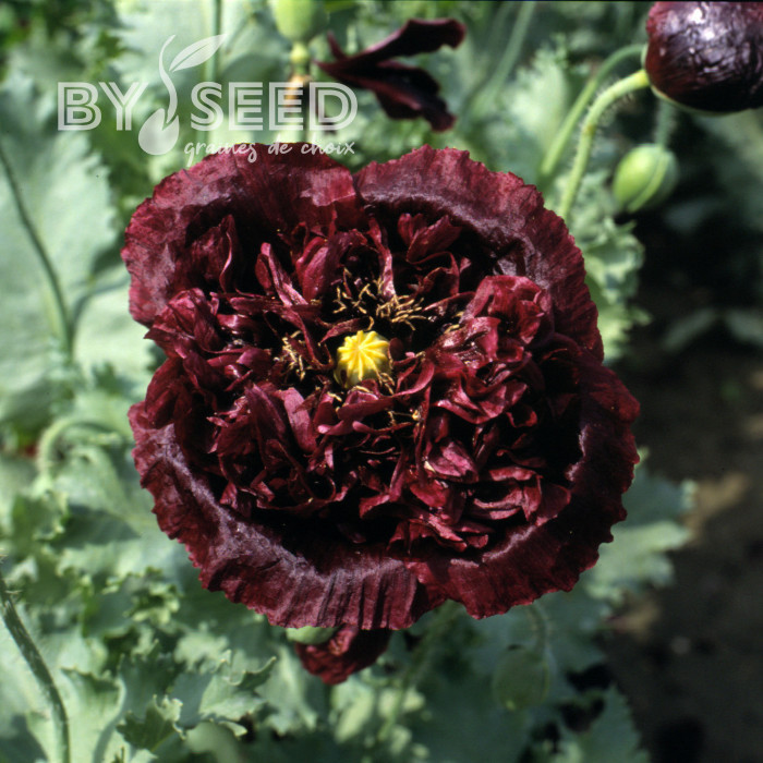 Pavot annuel Black Peony