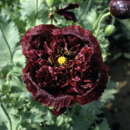 Pavot annuel Black Peony
