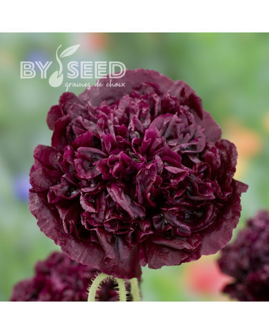 Pavot annuel Black Peony