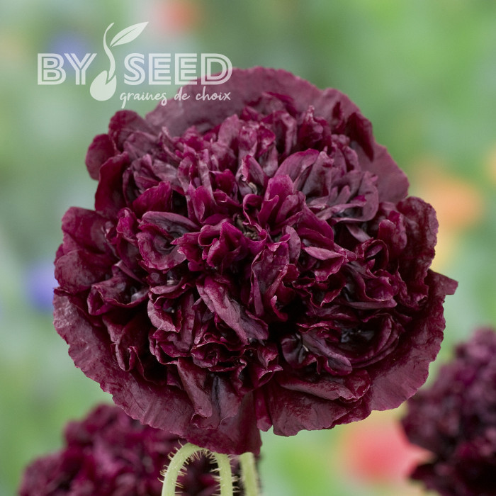 Pavot annuel Black Peony