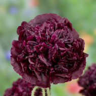 Pavot annuel Black Peony