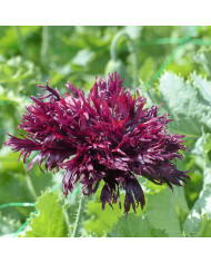 Pavot annuel Black Peony