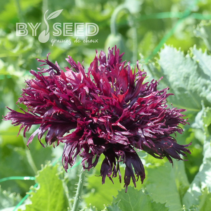 Pavot annuel Black Swan