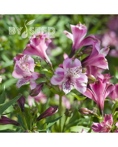 Alstroemère Dévotion