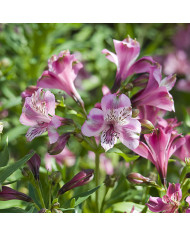 Alysse saxatile Corbeille d'Or