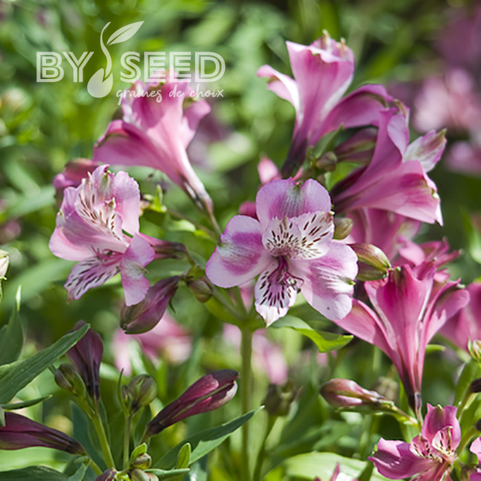 Alstroemère Dévotion