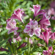 Alstroemère Dévotion