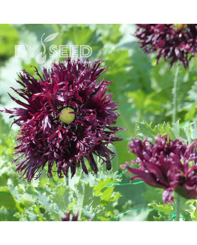 Pavot annuel Black Swan