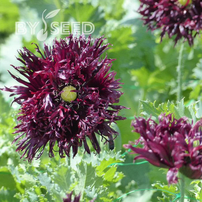 Pavot annuel Black Swan