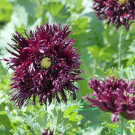 Pavot annuel Black Swan