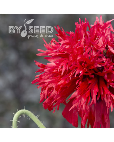 Pavot annuel Crimson Feathers