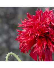 Pavot annuel Flemish Antique