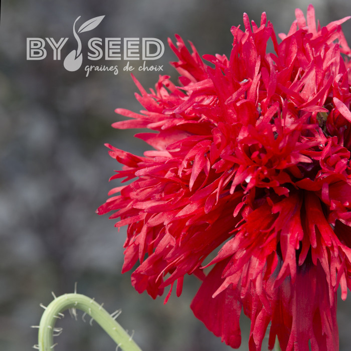 Pavot annuel Crimson Feathers