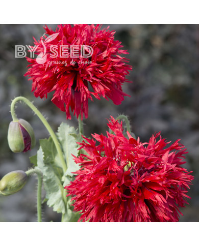 Pavot annuel Crimson Feathers