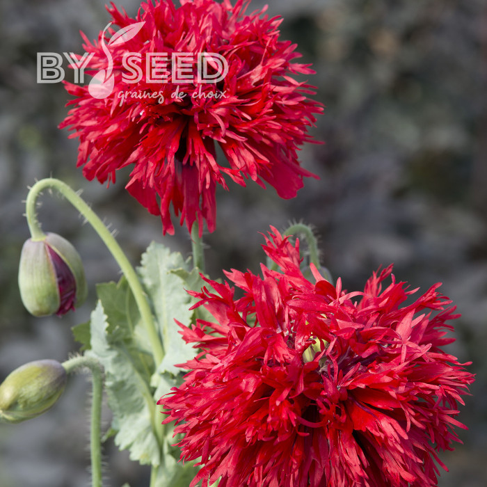 Pavot annuel Crimson Feathers