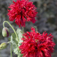 Pavot annuel Crimson Feathers