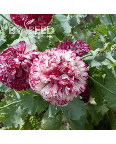 Pavot annuel Flemish Antique