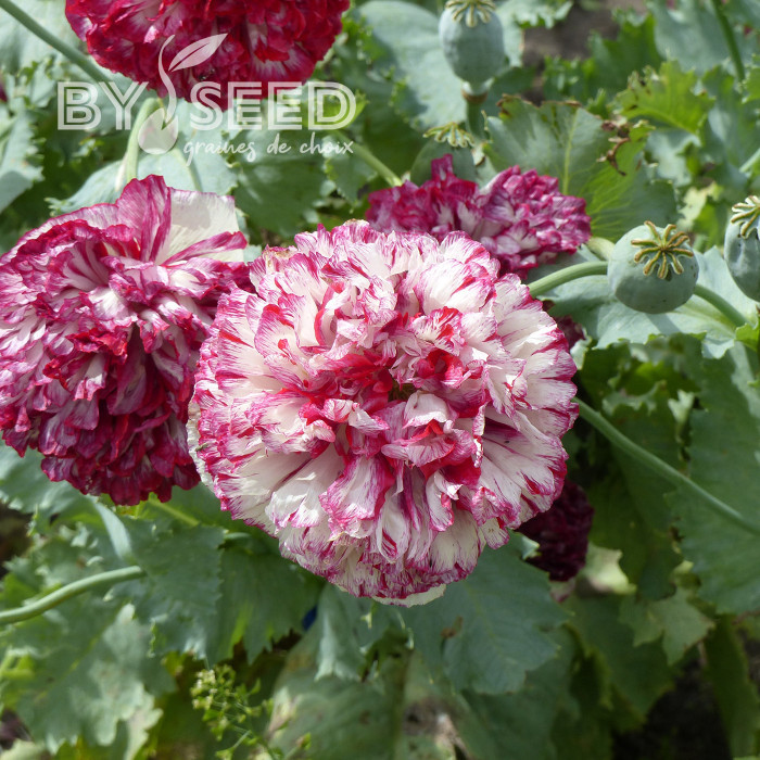 Pavot annuel Flemish Antique