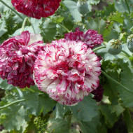 Pavot annuel Flemish Antique