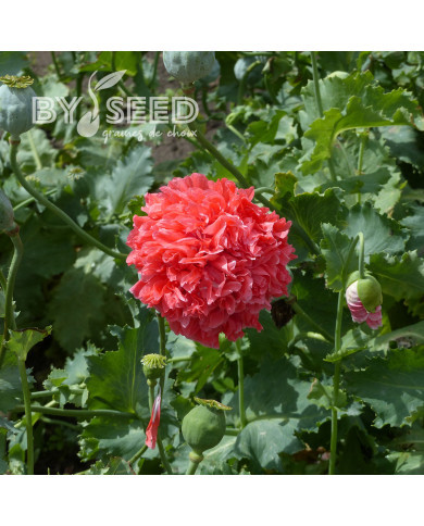 Pavot annuel Frosted Salmon