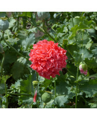 Pavot annuel Flemish Antique