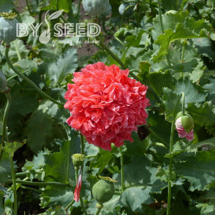 Pavot annuel Frosted Salmon