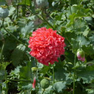 Pavot annuel Frosted Salmon