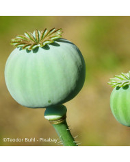 Pavot annuel Laciniatum Scarlet