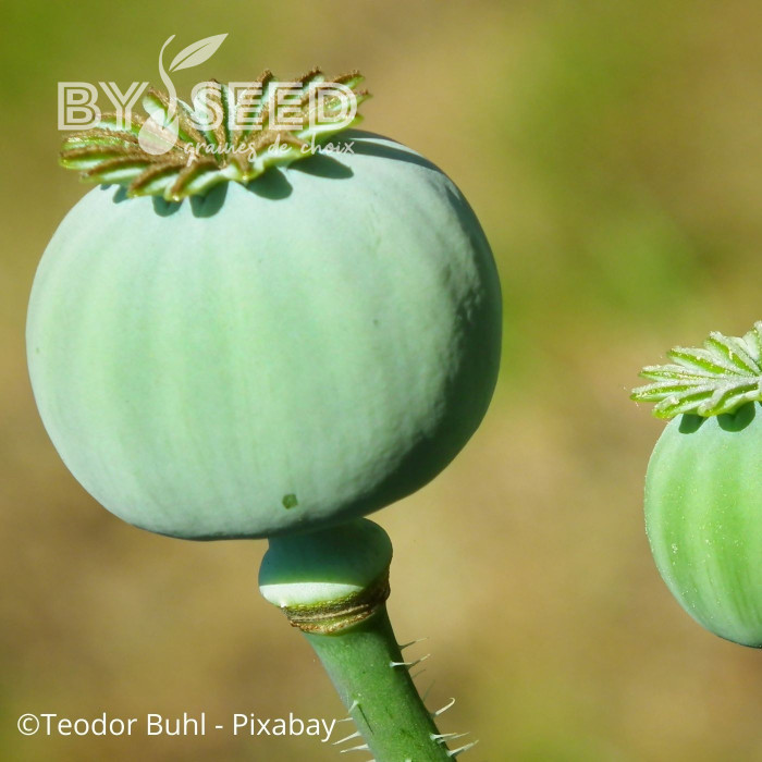 Pavot annuel Giant Bowling Ball