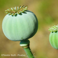 Pavot annuel Giant Bowling Ball