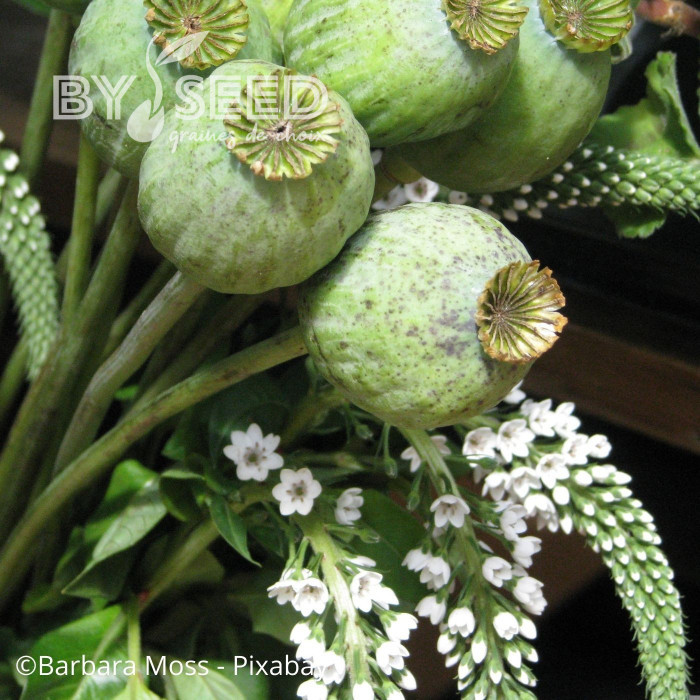 Pavot annuel Giant Bowling Ball