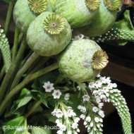 Pavot annuel Giant Bowling Ball