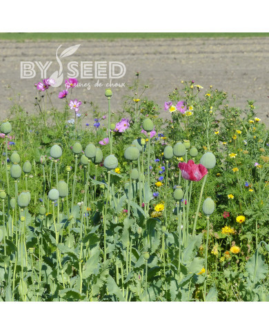 Pavot annuel Giant Bowling Ball