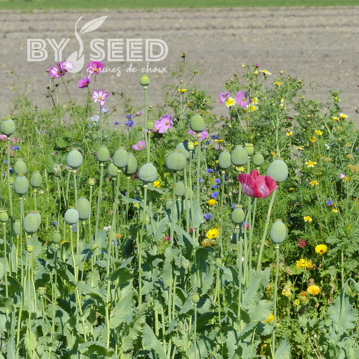 Pavot annuel Giant Bowling Ball