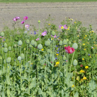 Pavot annuel Giant Bowling Ball