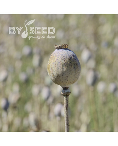 Pavot annuel Giant Bowling Ball