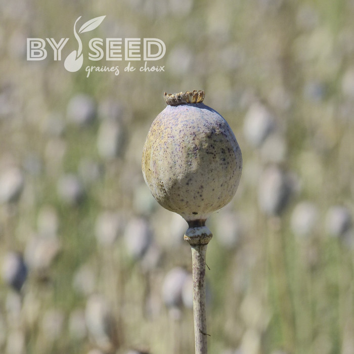 Pavot annuel Giant Bowling Ball