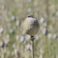 Pavot annuel Giant Bowling Ball