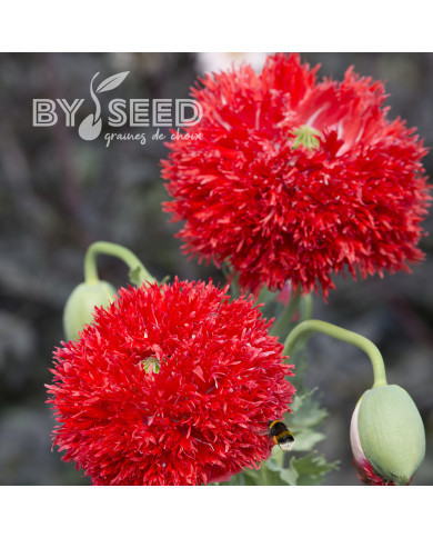 Pavot annuel Laciniatum Scarlet