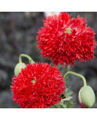 Pavot annuel Lilac Pompom